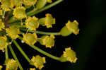 Wild parsnip